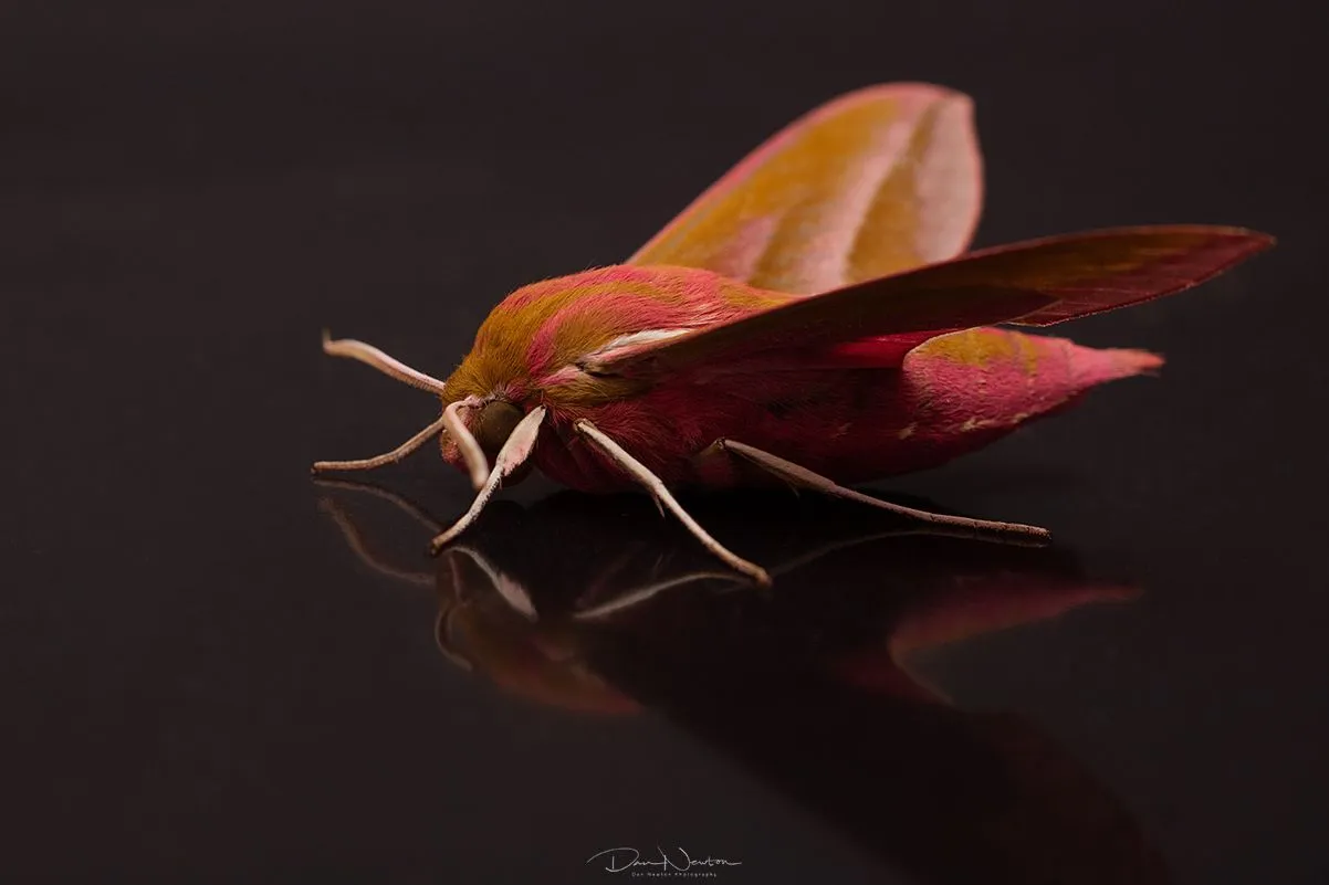 Elephant Hawkmoth-8651PP.jpg