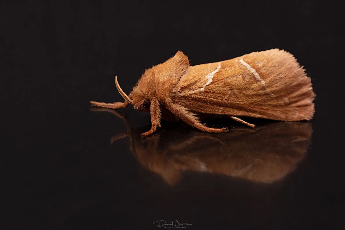 Orange Swift-0009PP.jpg