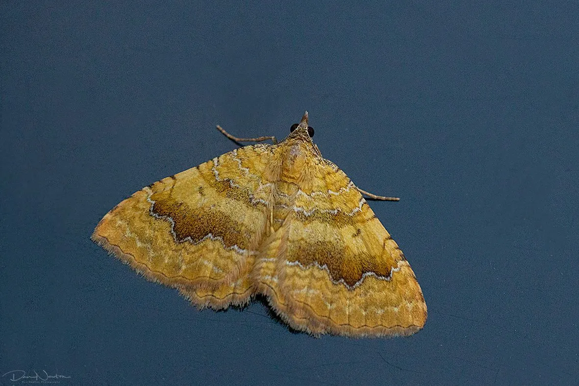 Yellow Shell-0050PP.jpg