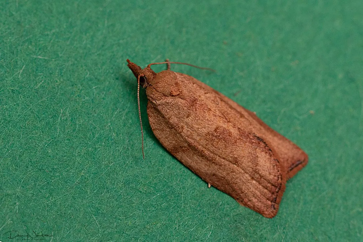 Light Brown Apple Moth-0004PP.jpg