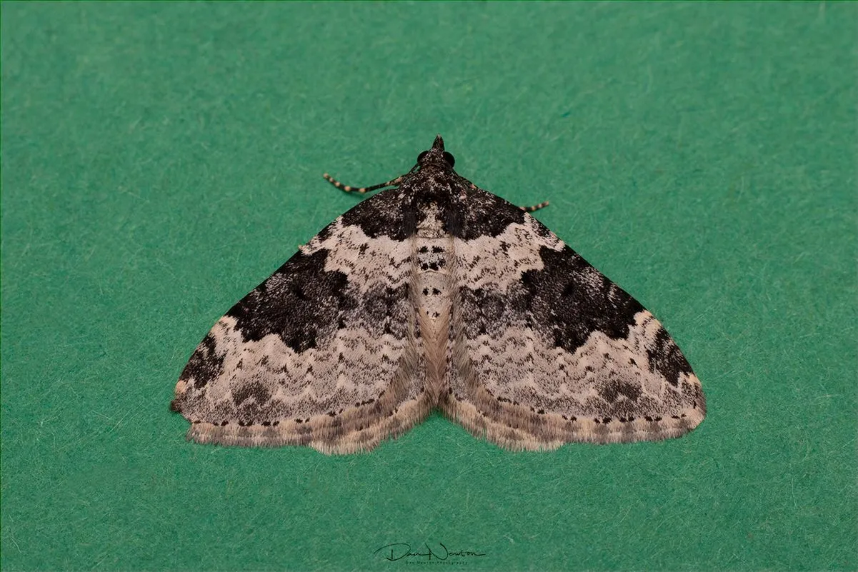 Garden Carpet-0014PP.jpg