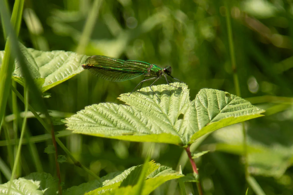 Fiskerton snakeholme-25.jpg