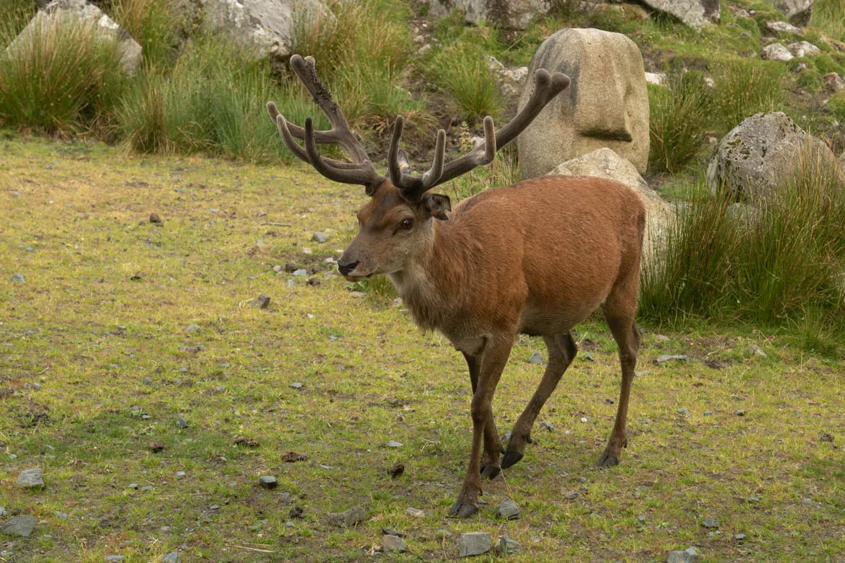 Day 4 A busy day in Galloway Forest-18.jpg