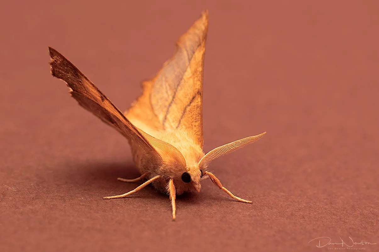 Dusky Thorn-0065PP.jpg