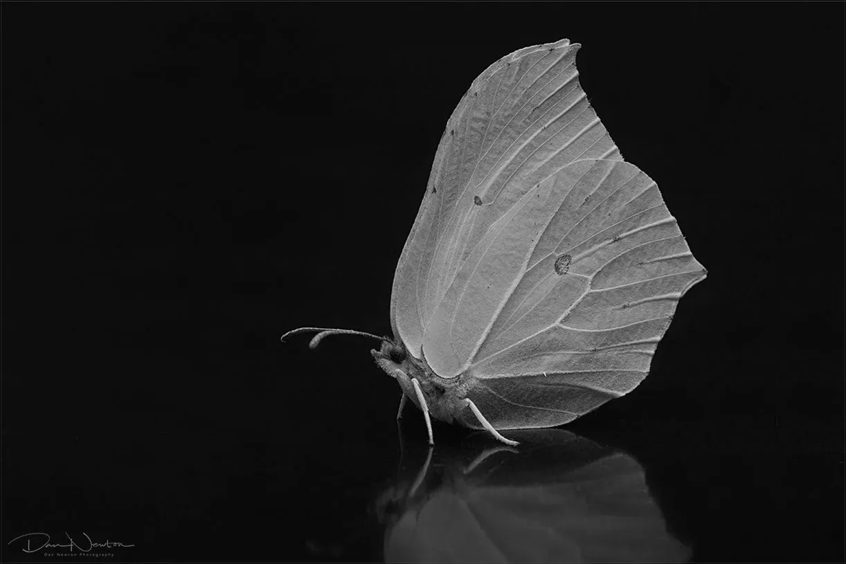 Brimstone Butterfly-0050PP.jpg
