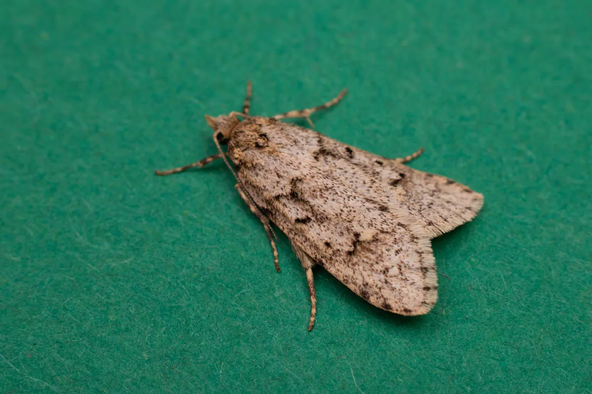 moth23mach (1 of 3).jpg