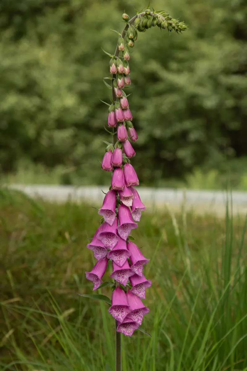 Day 4 A busy day in Galloway Forest-38.jpg