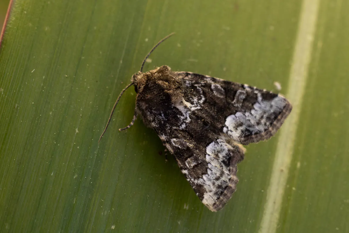 moth id check-0983.jpg