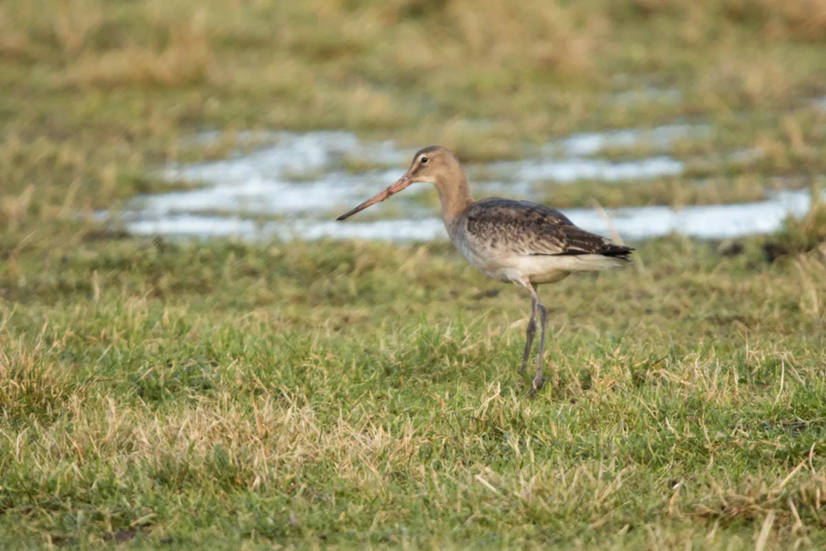 35 - RSPB Freiston Shore Jan 2023-46.jpg