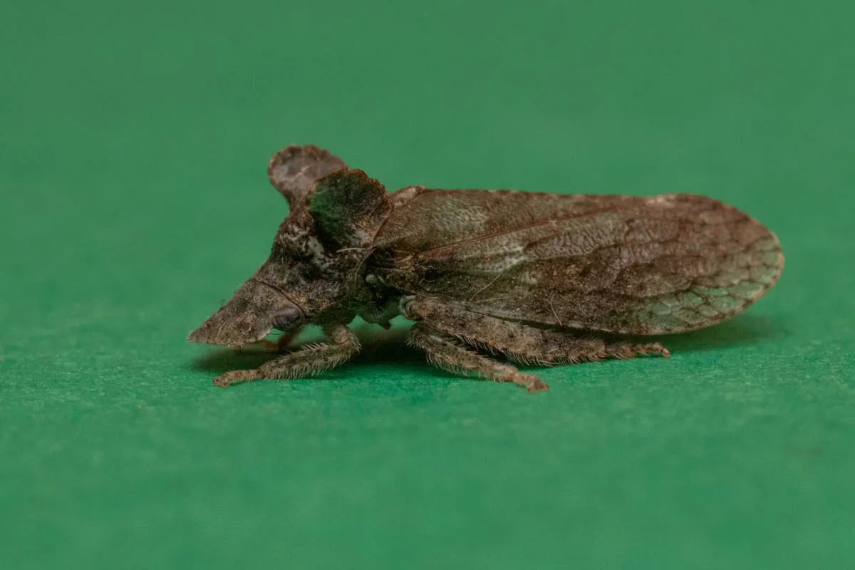 moth bugs-4.jpg