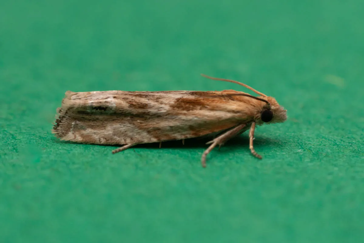 moth id check-1002.jpg