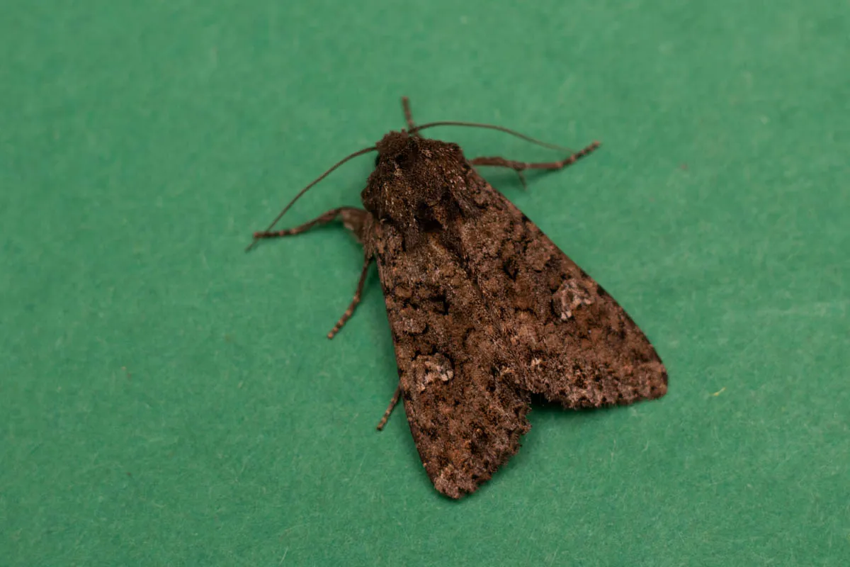 moth trap 3rd may 25-2.jpg