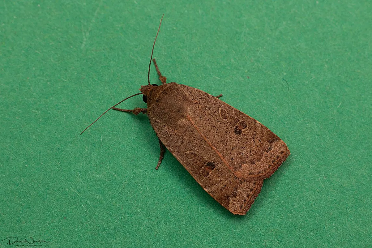 Lesser Yellow Underwing-0092PP.jpg