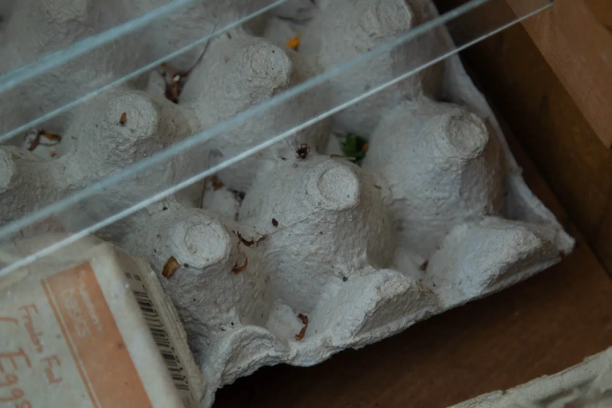 new moth trap-1104.jpg