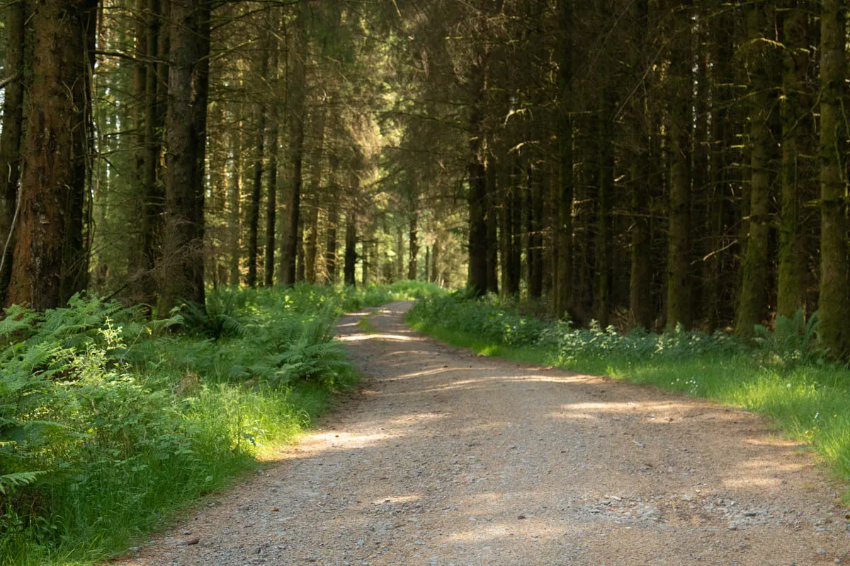 Day 4 A busy day in Galloway Forest-62.jpg