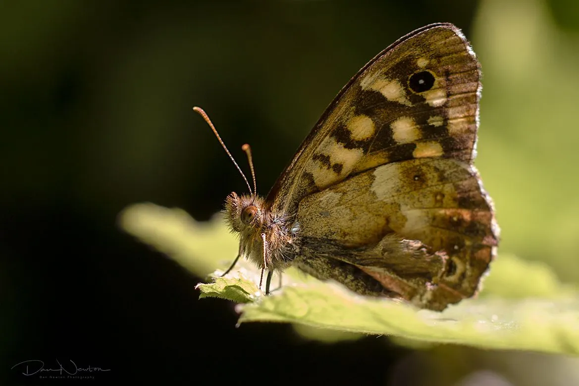 Speckled Wood-0038PP.jpg
