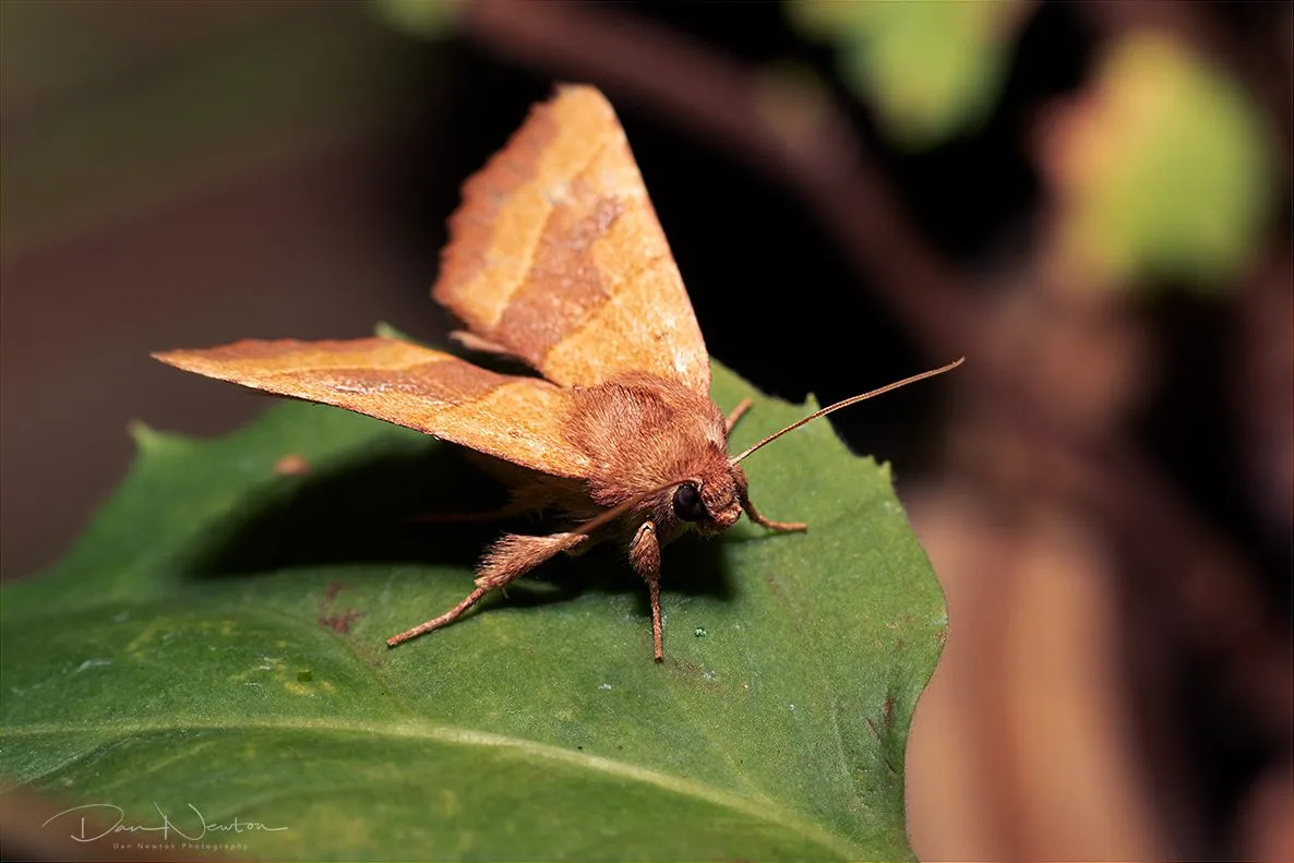 Centre-barred Sallow-0172PP.jpg