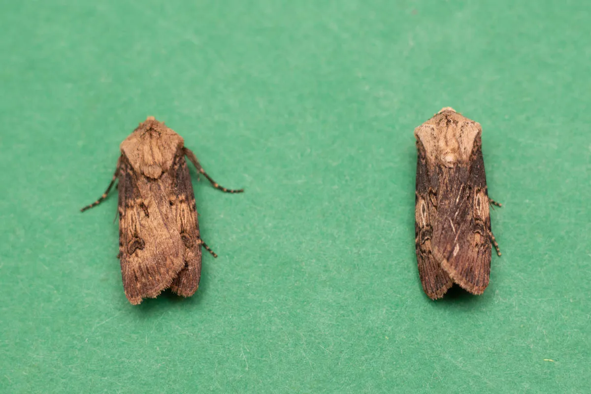 moth trap 3rd may 25-1.jpg