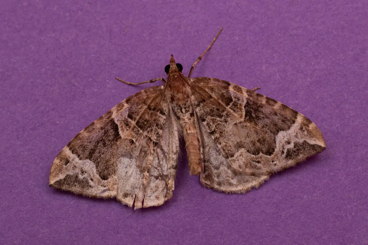moth 30 june 2025.jpg