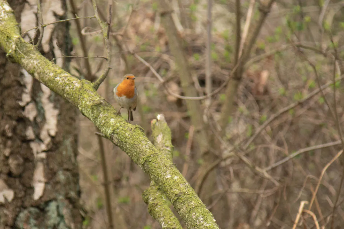 RSPBSherwood Feb 2023-5.jpg