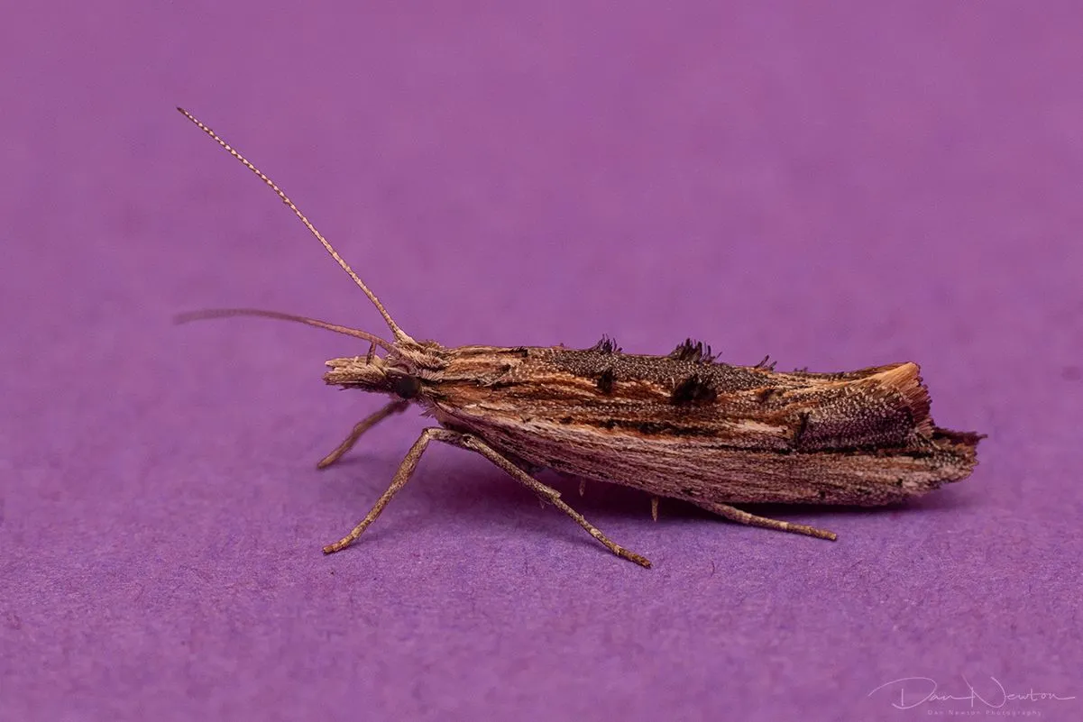 Ypsolopha scabrella-0041PP.jpg