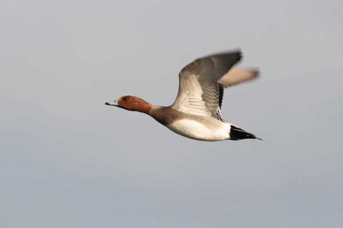 11 - RSPB Freiston Shore Jan 2023-14.jpg