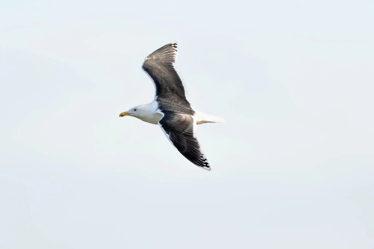 18 - RSPB Freiston Shore Jan 2023-20.jpg