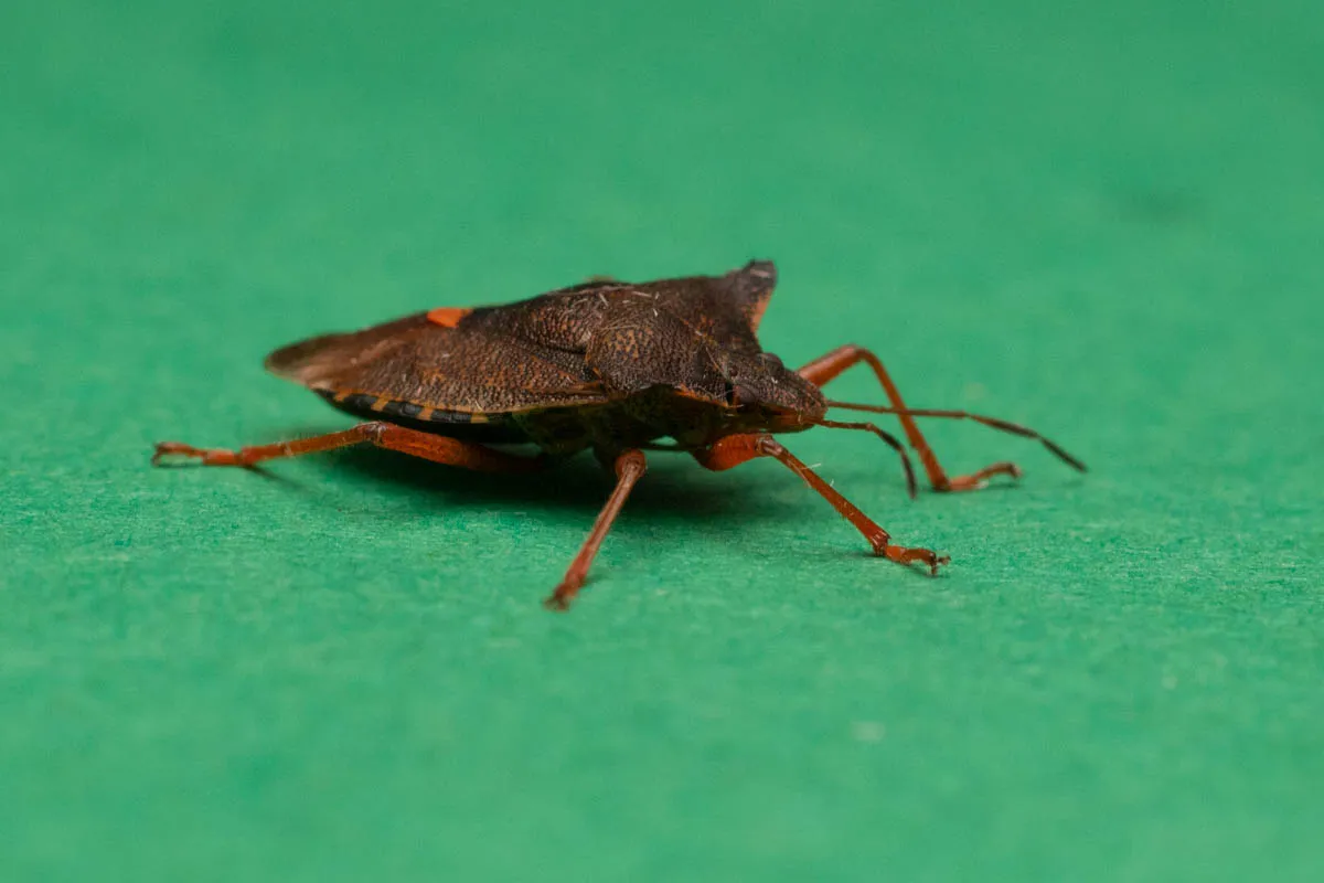 moth bugs-1.jpg