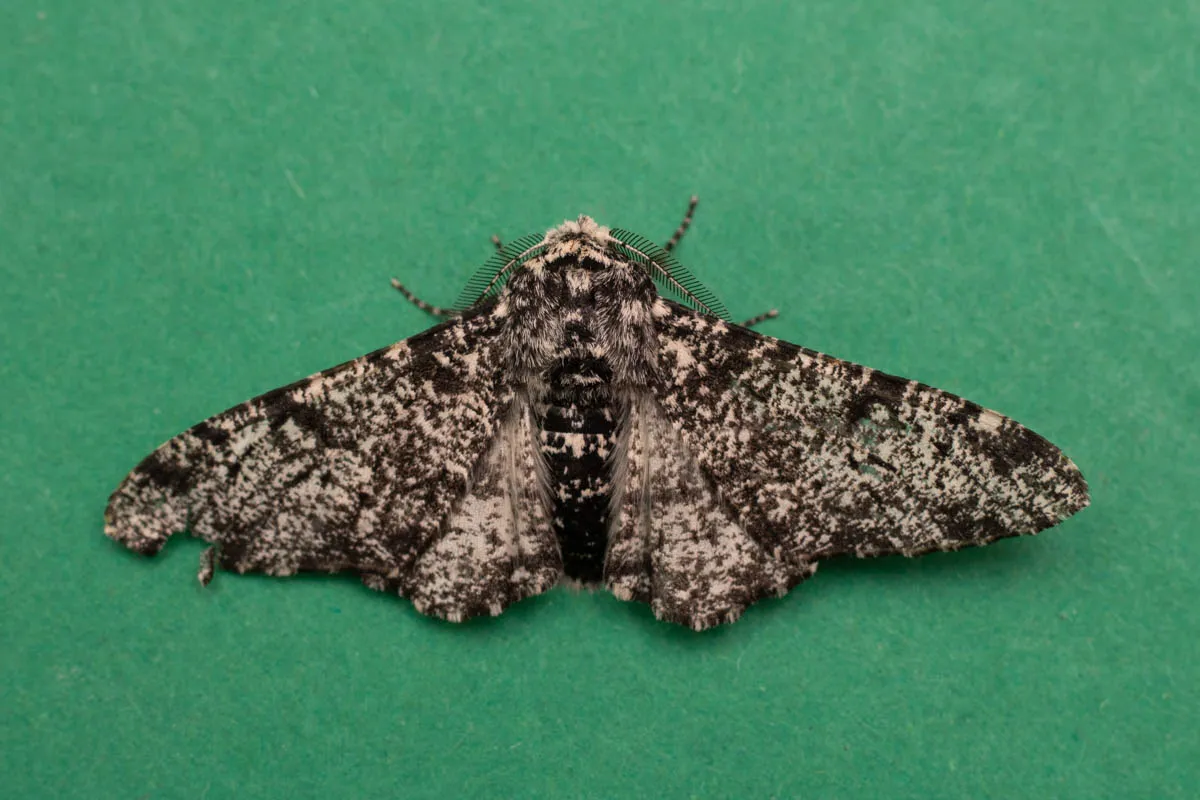 moth id check-0994.jpg