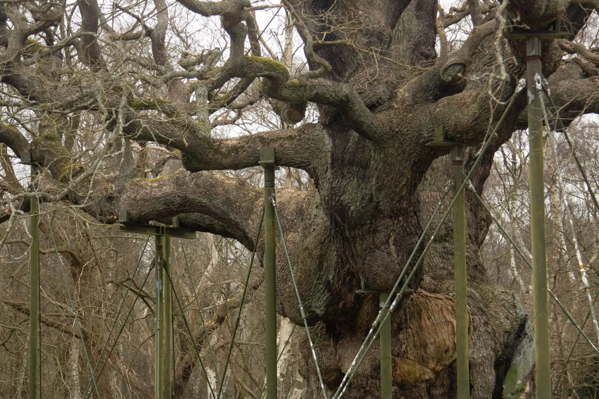 RSPBSherwood Feb 2023-16.jpg
