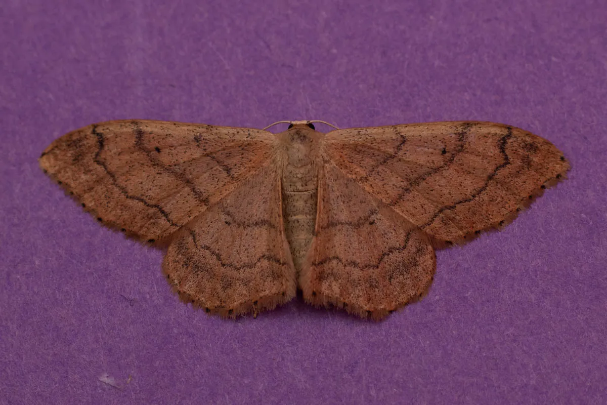 moth 30 june 2025-5.jpg