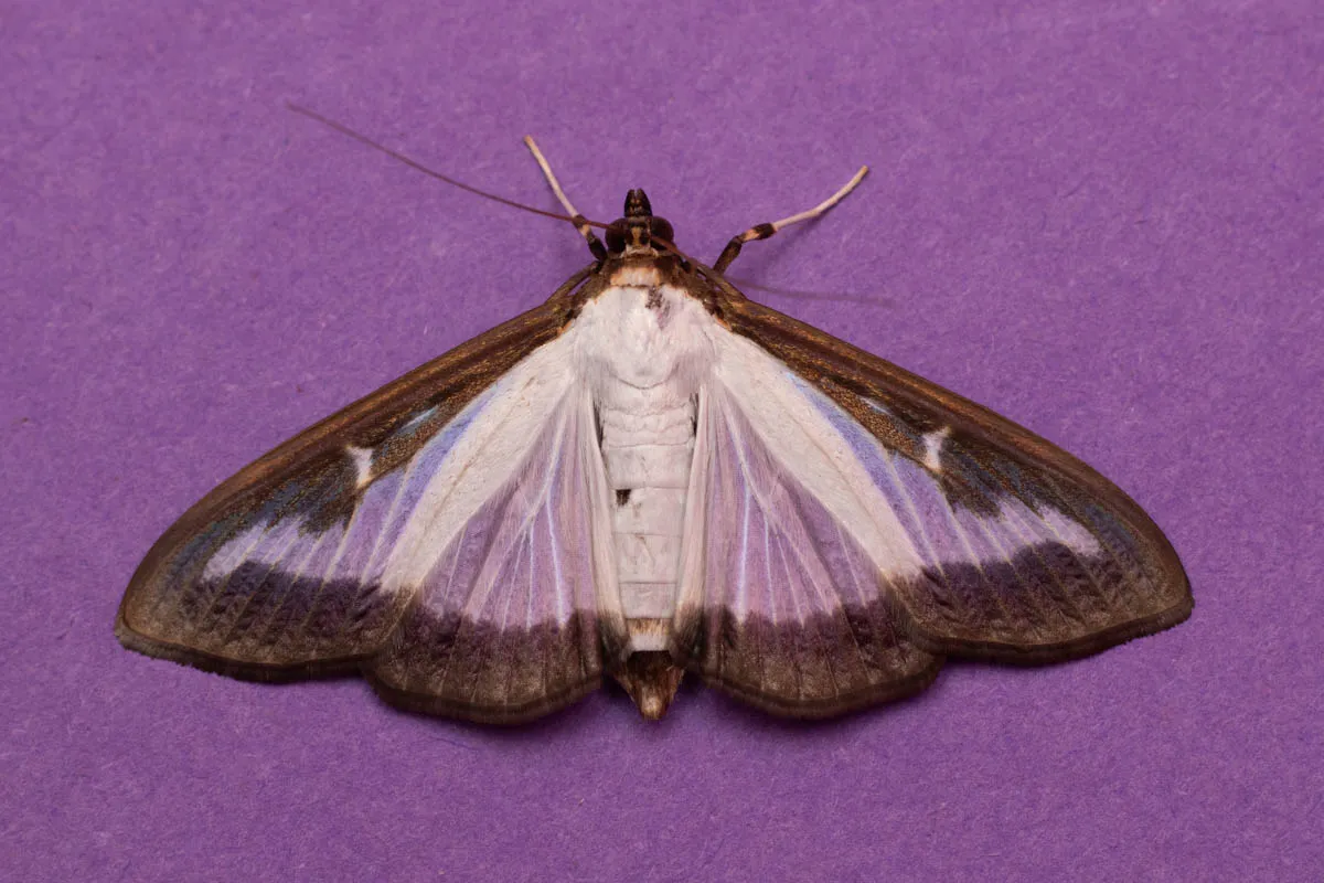 moth 30 june 2025-2.jpg