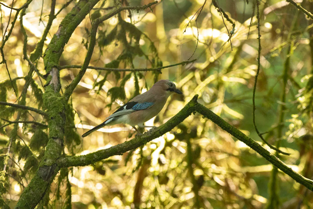 Day 6 kirroughtree-12.jpg