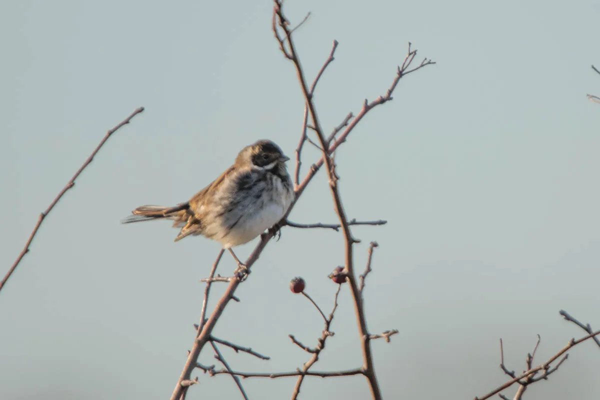 19 - RSPB Freiston Shore Jan 2023-24.jpg