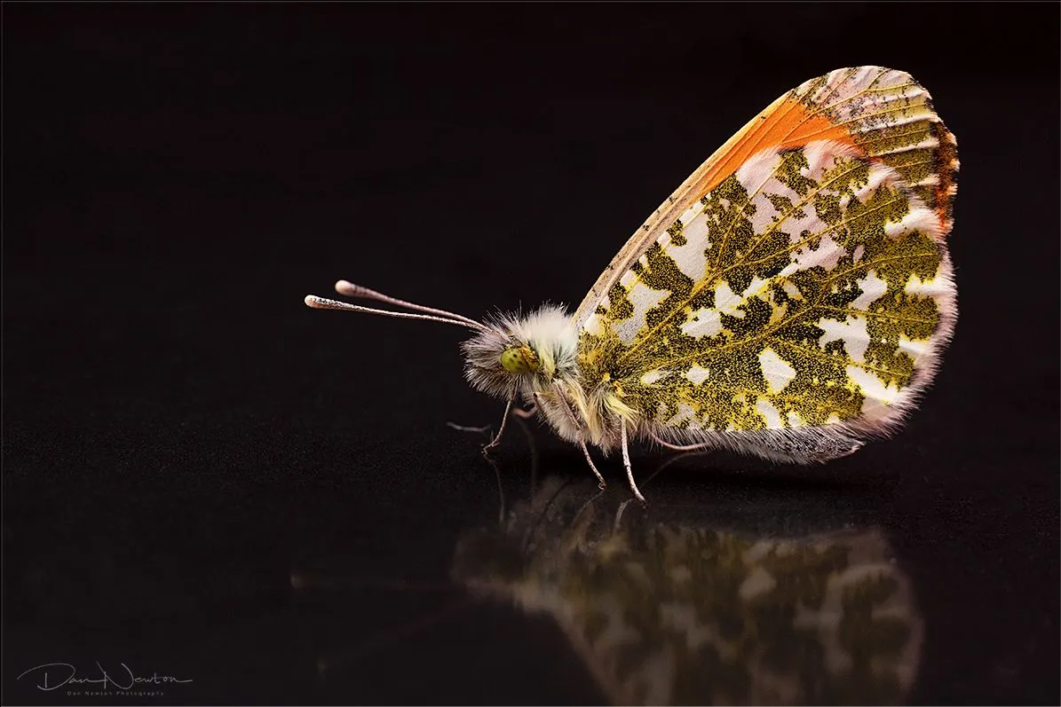 Orange-tip-0002PP.jpg