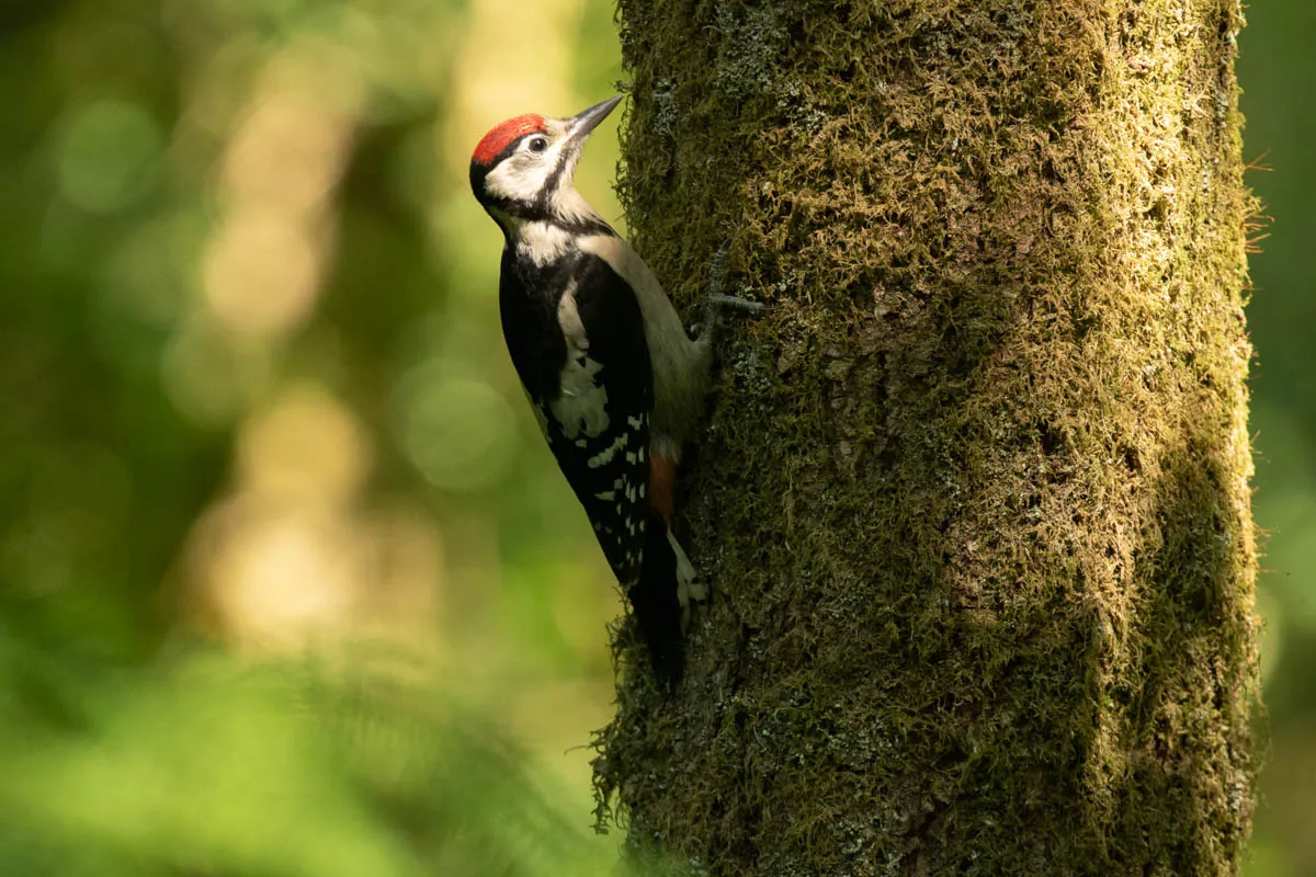 Day 6 kirroughtree-39.jpg