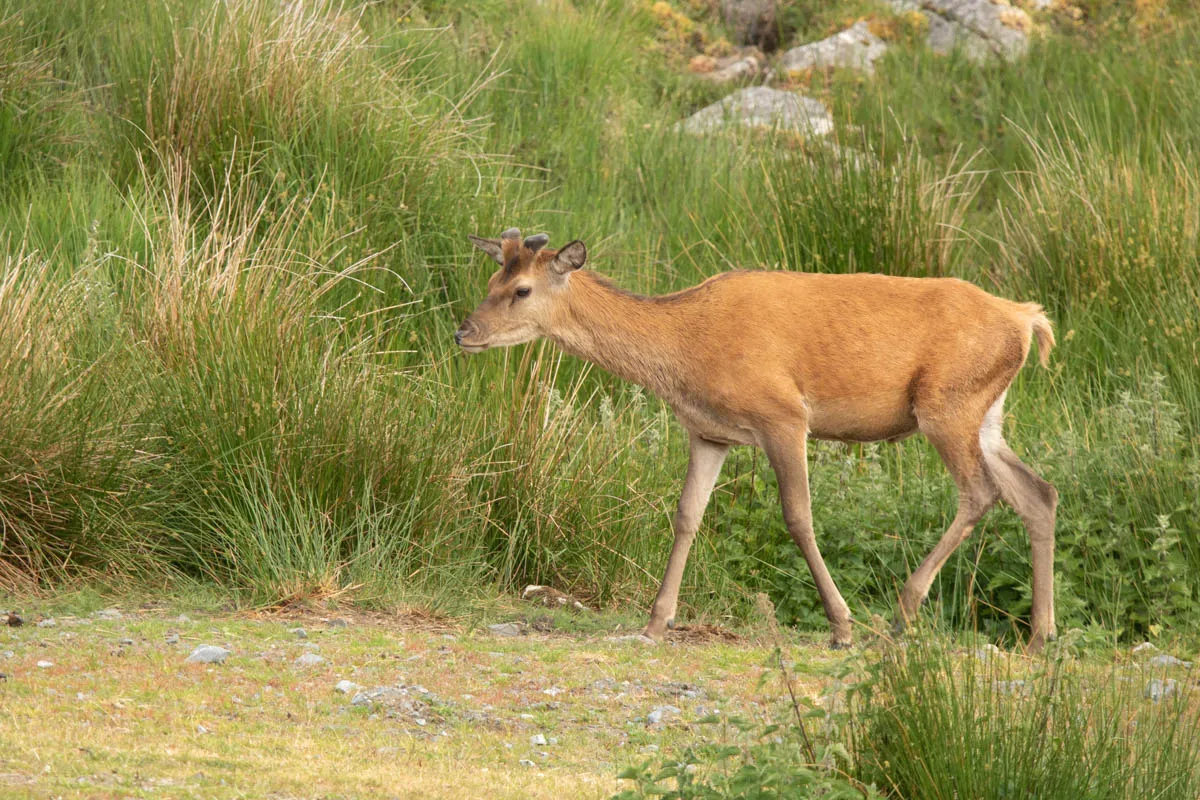 Day 4 A busy day in Galloway Forest-5.jpg