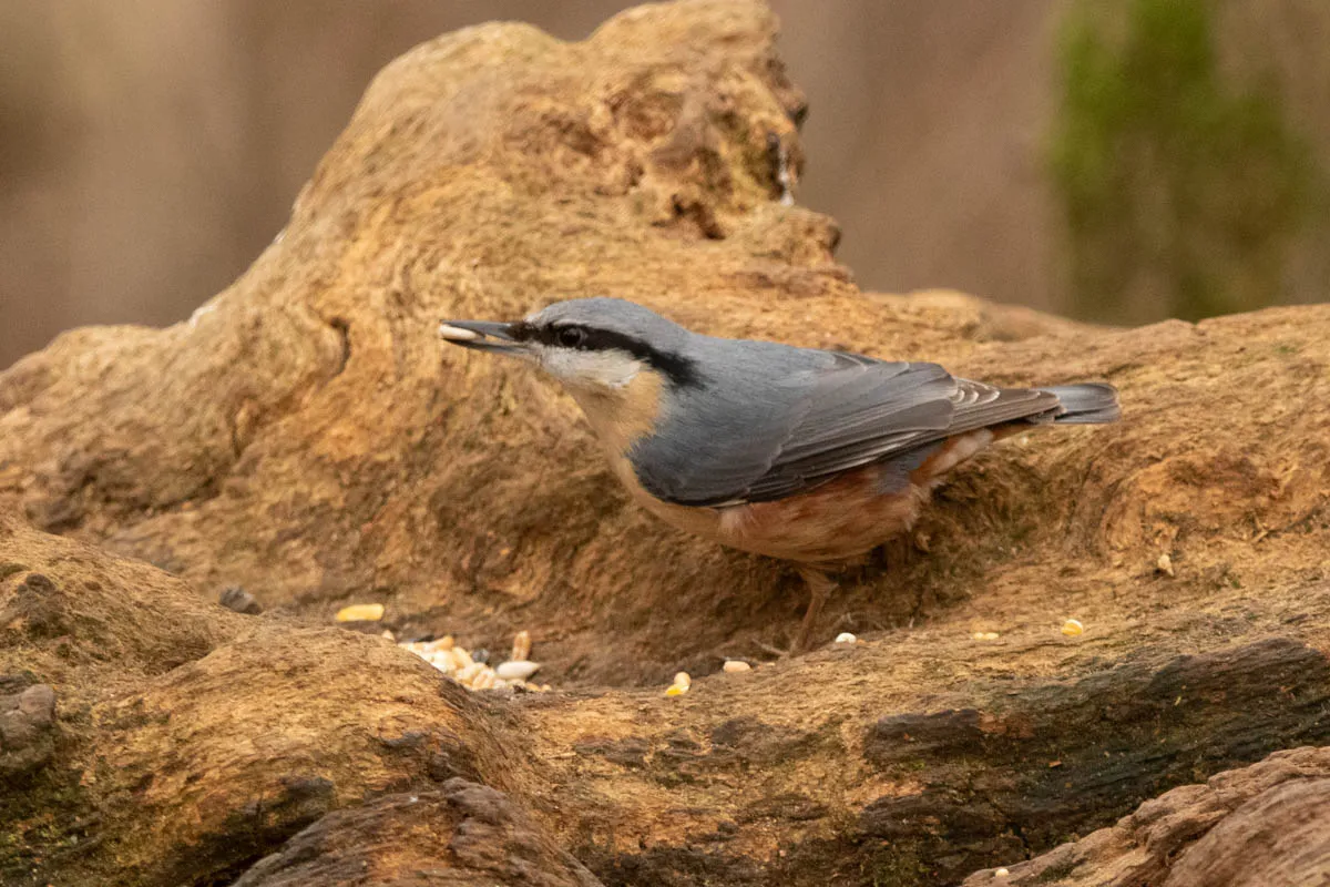 RSPBSherwood Feb 2023-22.jpg