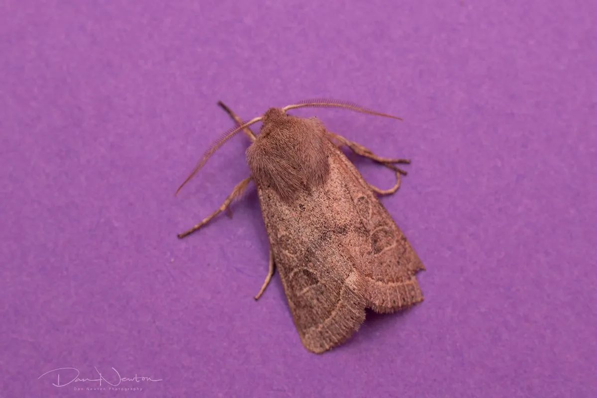 Common Quaker-0045PP.jpg