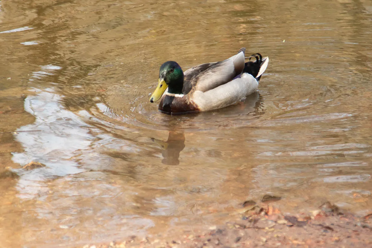 clumber edits april24-21.jpg