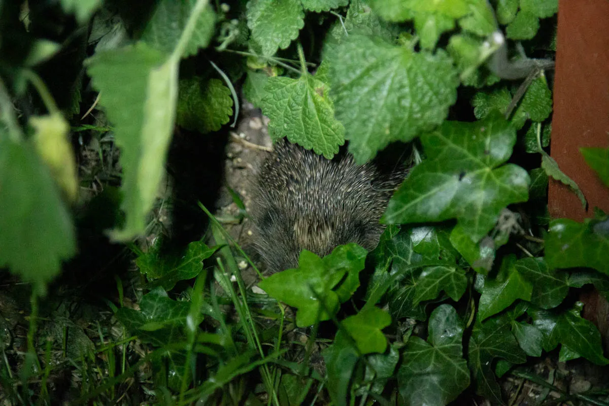 Hedgehog visitor-1.jpg