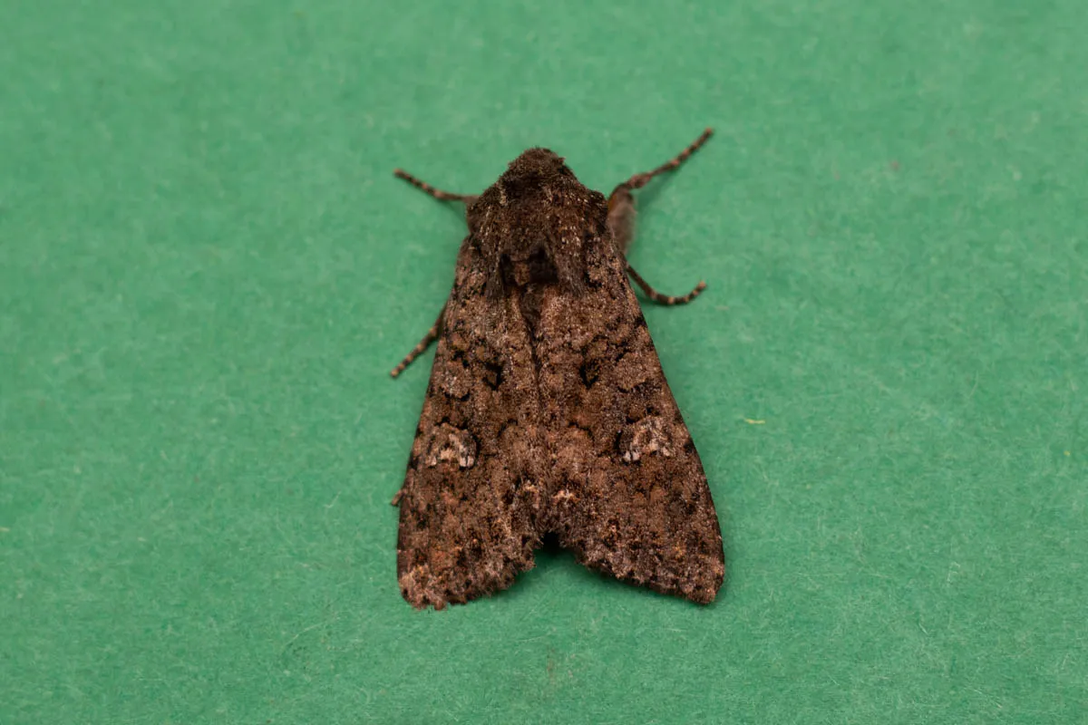 moth trap 3rd may 25a-1.jpg