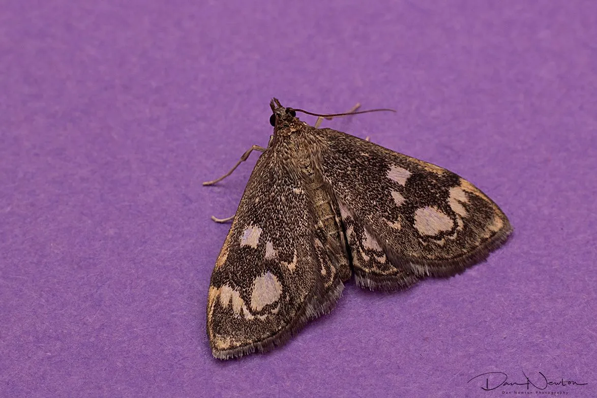 Anania coronata-0057PP.jpg