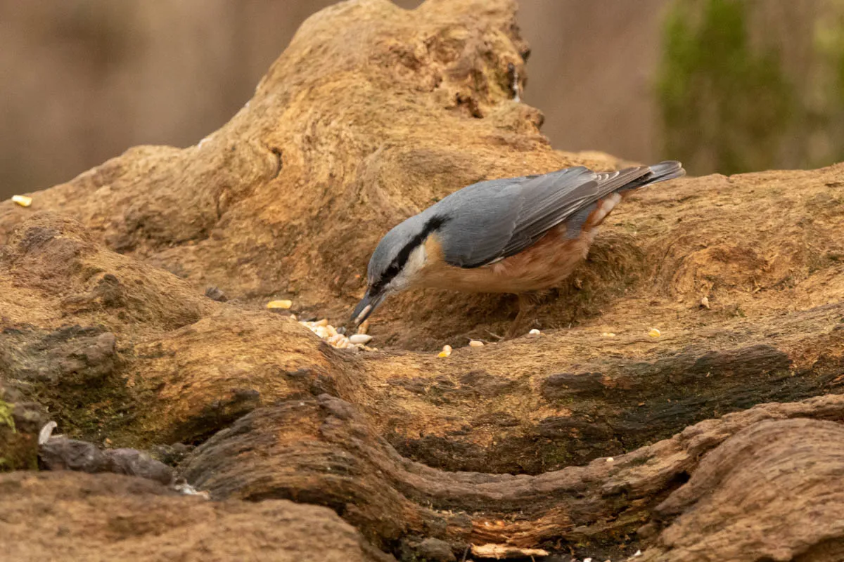 RSPBSherwood Feb 2023-23.jpg