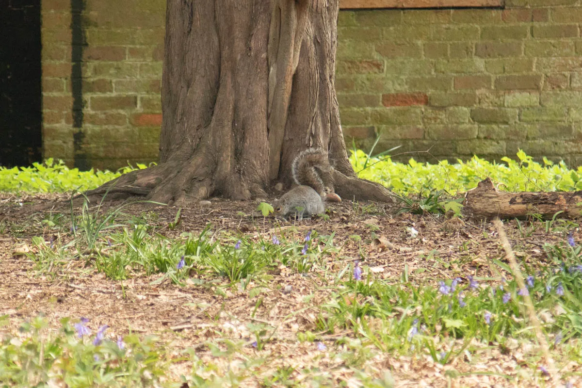 clumber edits april24-15.jpg