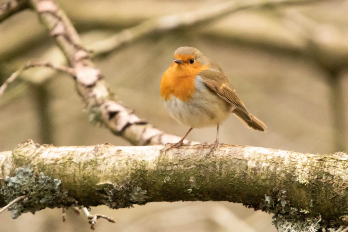 RSPBSherwood Feb 2023-19.jpg