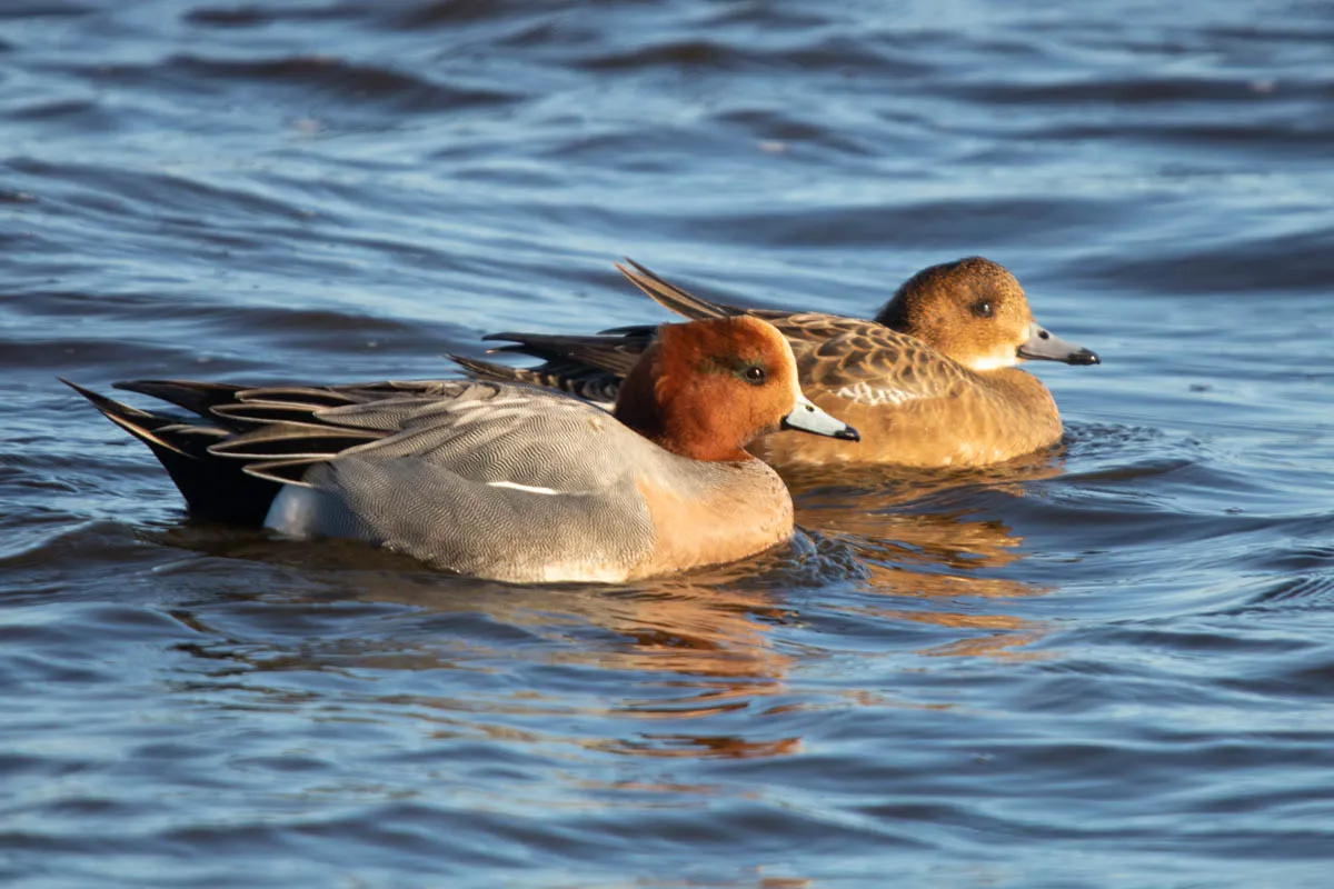 9 - RSPB Freiston Shore Jan 2023-4.jpg
