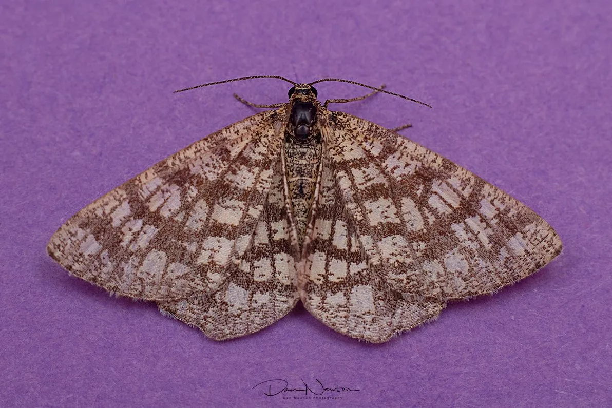 Latticed Heath-0008PP.jpg