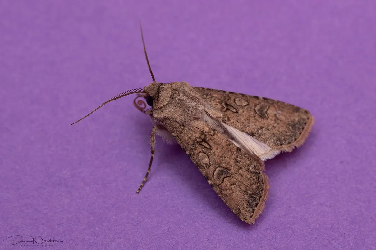 Turnip Moth-0046PP.jpg