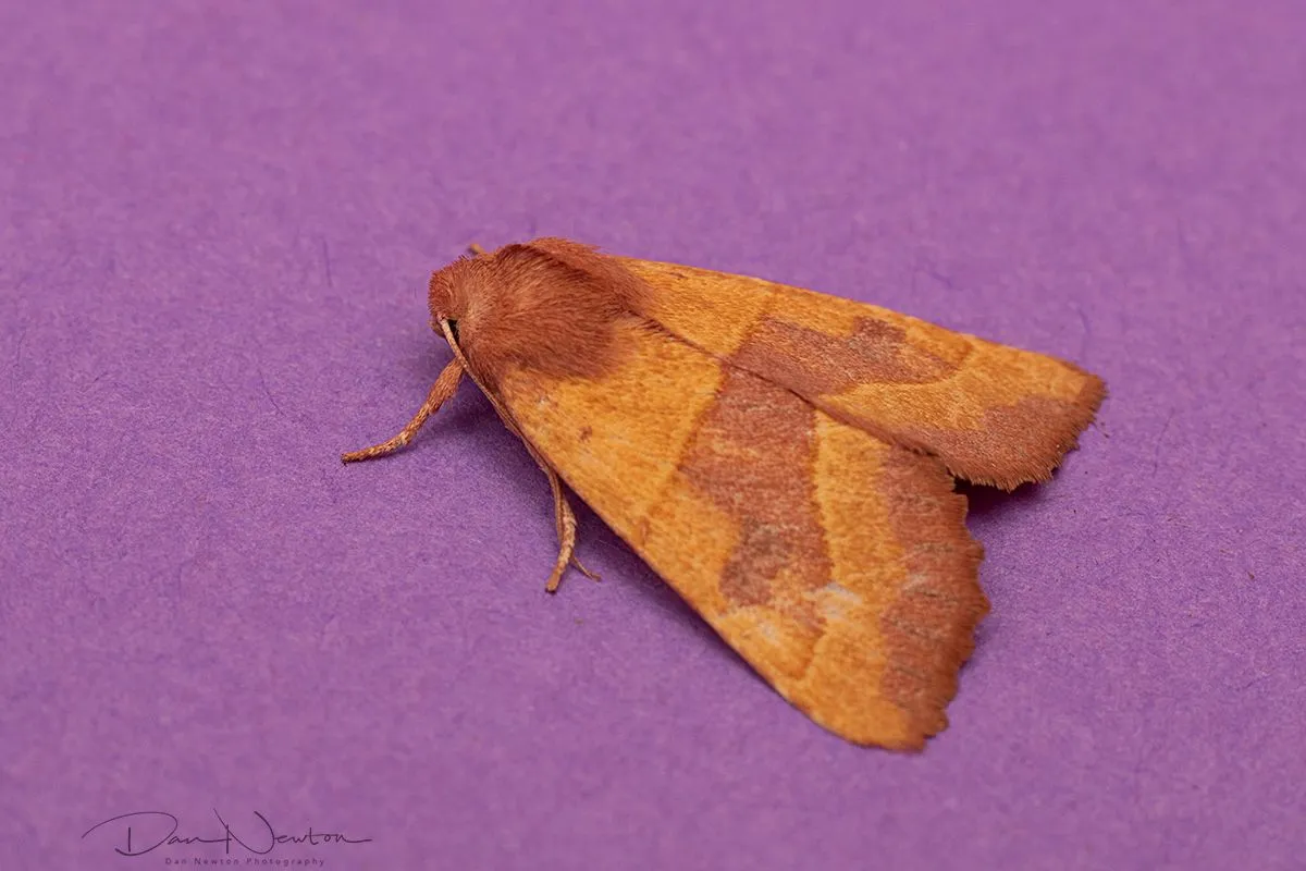 Centre-barred Sallow-0132PP.jpg